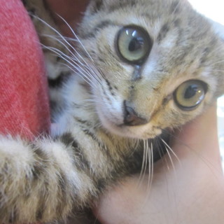 クリニックで保護した仔猫そらもちゃん！