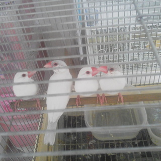 シルバーイノ荒です。