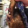 老犬ビーグル　ちくわ君　肛門周囲腺腫あり サムネイル5