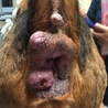 老犬ビーグル　ちくわ君　肛門周囲腺腫あり サムネイル6