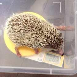 「【お知らせ】新しい家族をお迎えしました！」サムネイル2