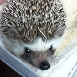 「【お知らせ】新しい家族をお迎えしました！」サムネイル3