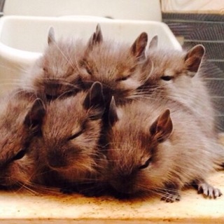 デグーの赤ちゃん6匹(交渉中につき募集停止