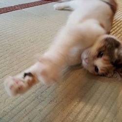 猫のなんでも無料相談会(予約不要)