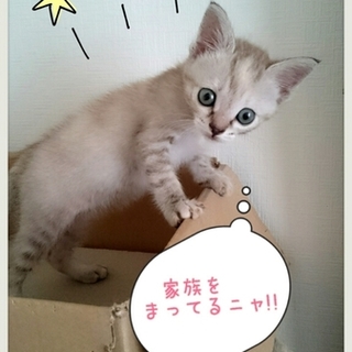 ミルクで育ったシャム系ｍｉｘの可愛い女の子♥ 