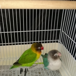 ボタンインコ2羽の里親募集