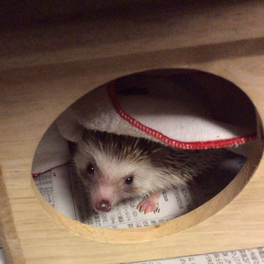 ハリネズミのレベッカ♀(愛称ベッキー、2015年9月生まれ)