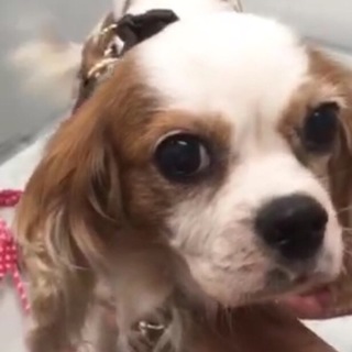 キャバリア   8〜9歳 仮名ラムネ 女の子 