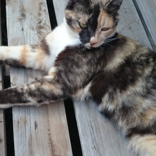 三毛猫の里親募集