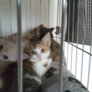 可愛い三毛ちゃん