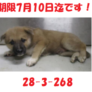 無事にお迎えがありました！感謝です☆子犬2