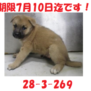 里親決定しました♪感謝♪子犬3