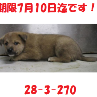 緊急です！お願いです！この子を助けて下さい！子犬4