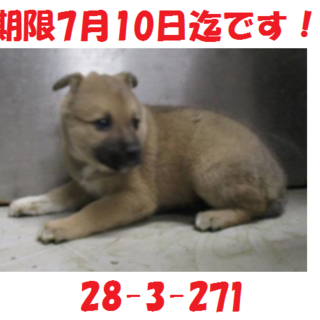 お迎えがありました！有り難うございます！子犬5