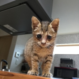 メスの子猫保護しました