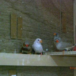 ナミキンカ、ホ－ンキンカ、白キンカ募集します。