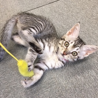 春日市より　アイラインクッキリの美人さん