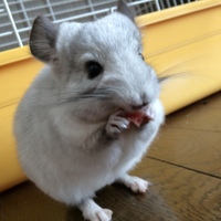 セサミ（パール）