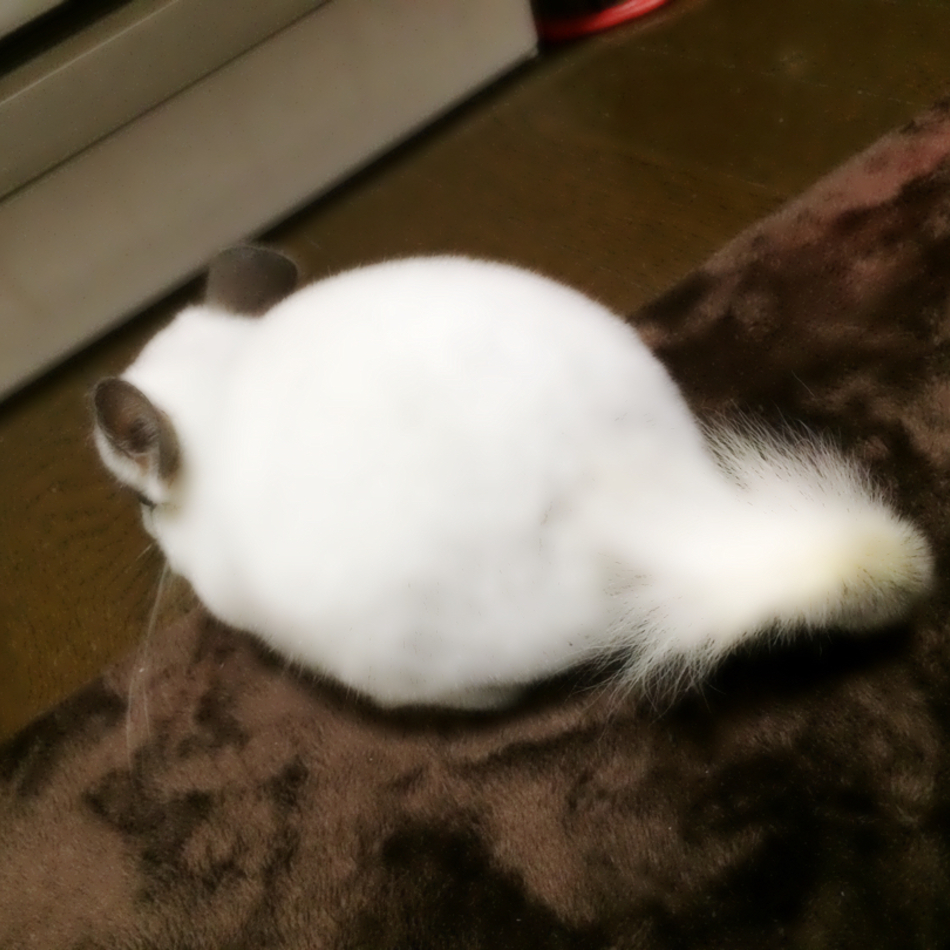 セサミ（パール）のカバー写真