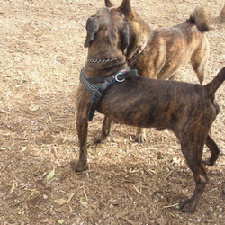 シマシマ軍団　パートⅡ