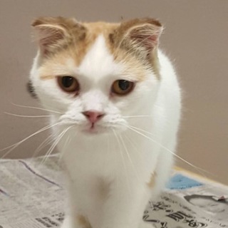 スコティッシュホールドの里親を募集します！