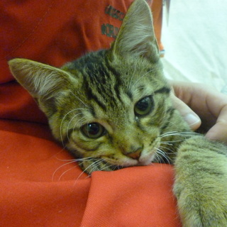 迷い子ネコちゃん里親募集！！