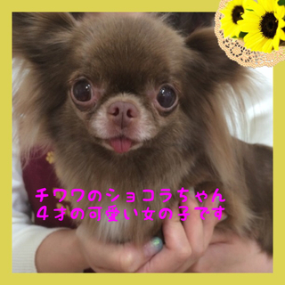 チワワのショコラちゃんは甘えん坊な女の子です。