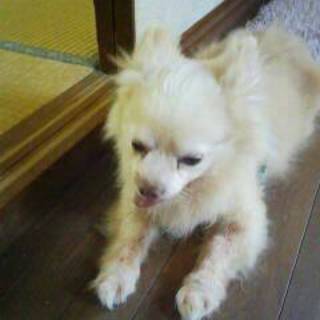 チワワ13才飼えなくなりました。