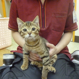 迷い子ネコちゃん里親募集！！