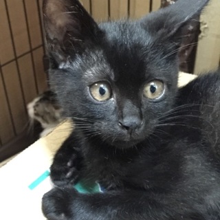 家猫修行終了！黒子猫