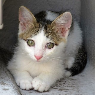 とてもヒト懐こい子猫トム　２か月の男の子