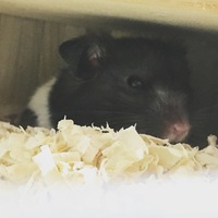 ごましお