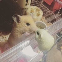 きなこ
