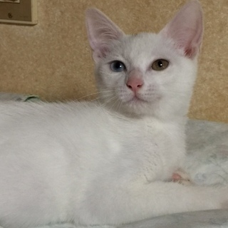 オッドアイの白猫、パセリは馴れなれの女の子♡