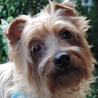 愛嬌炸裂・大き目ヨーキー存在感抜群トイレ◎おにぎり