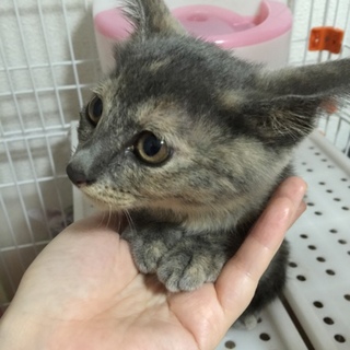 とても素敵なご夫婦の家族となりました☆