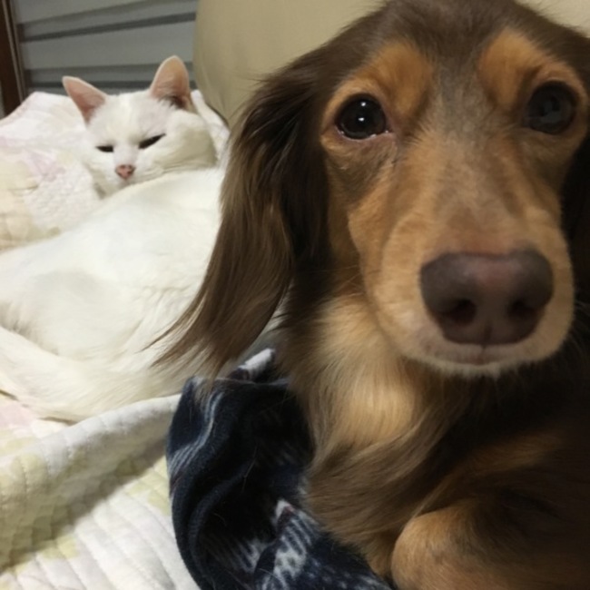 ゆうちぇりーのカバー写真