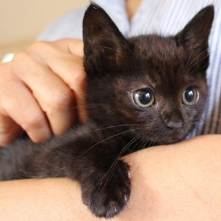 超強運な星のもとに生まれた女の子、こっこちゃん！