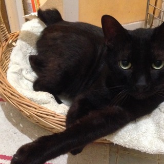 ★【里親募集】テディー★