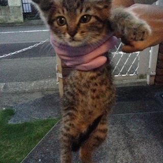 キジトラ子猫 2ヶ月くらい