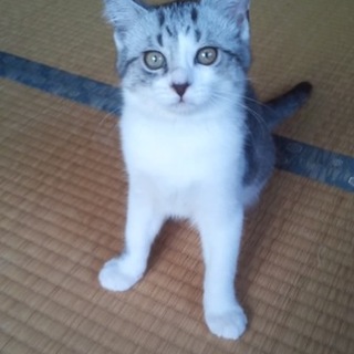 人なつこいキジシロちゃん、家族募集中です！