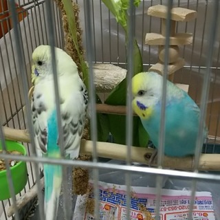 セキセイつがい