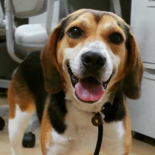 ビーグル♀推定2歳のビーちゃん♡ご家族さま決定！