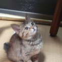 可愛い、麦わら柄のネコちゃん、家族募集中です！