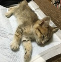 【急募】里親探しています！