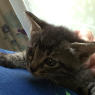 生後1か月サバトラ女の子