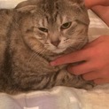 スコ成猫
