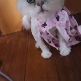 丸刈りチンチラ　毛玉ちゃん