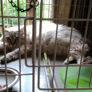 気高いお姫さま、人見知りでゴージャスなペルシャ風猫