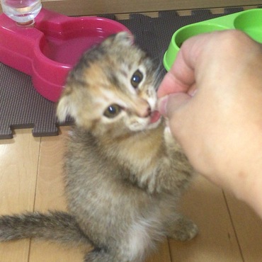 がっつく（笑）